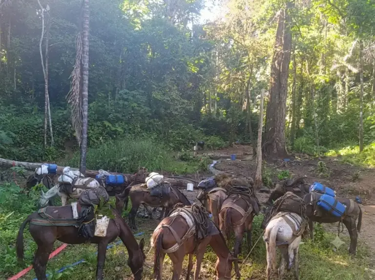 Panama Border Operation Darien Seizes 13 Mules and Arrests 6 13 mules in darien jungle by senafront