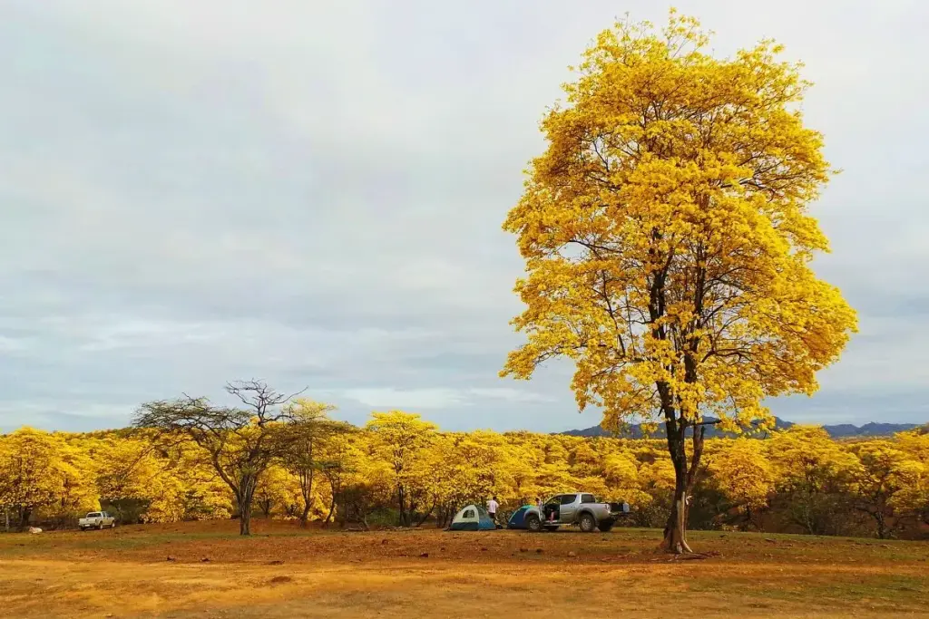 The Flowering of the Guayacan Trees By amalavida.tv - El Florecimiento de los Guayacanes - Lunes 27, CC BY-SA 2.0, https://commons.wikimedia.org/w/index.php?curid=34851575