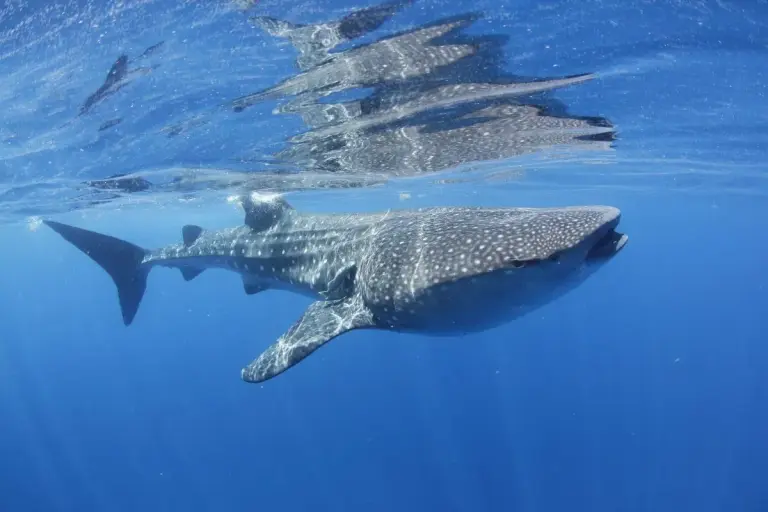 3840px Whale shark at Isla Mujeres