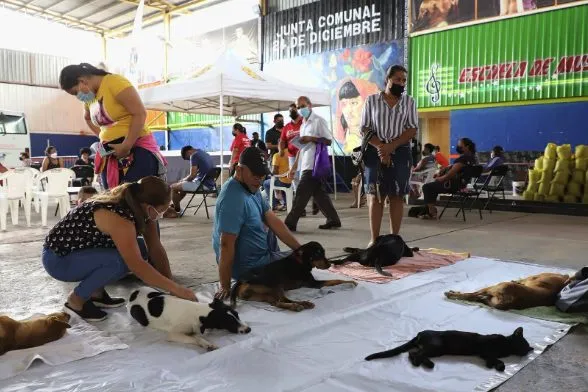 animal sterilization