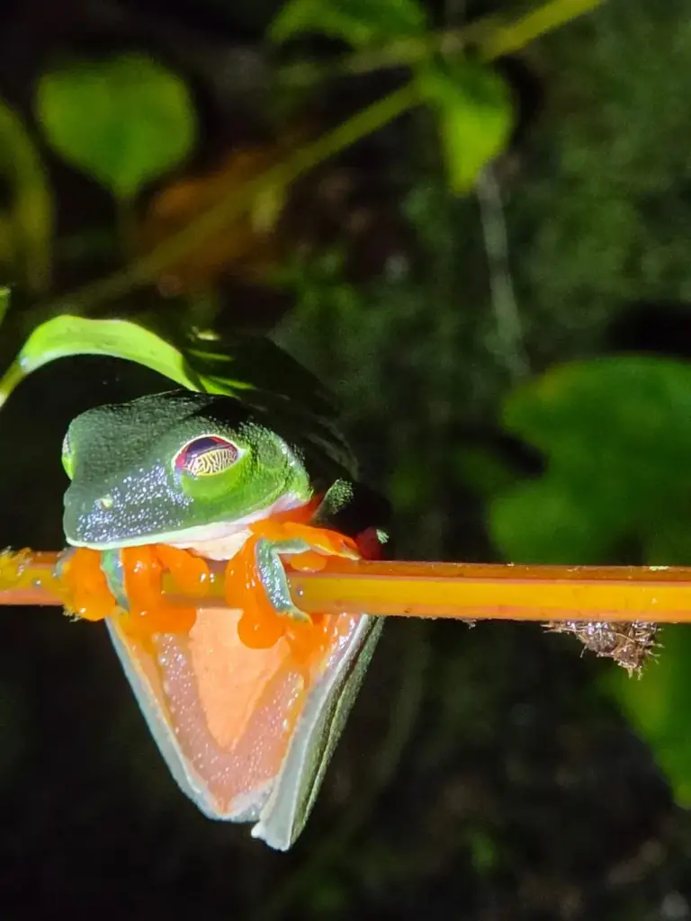 frog by miambiente