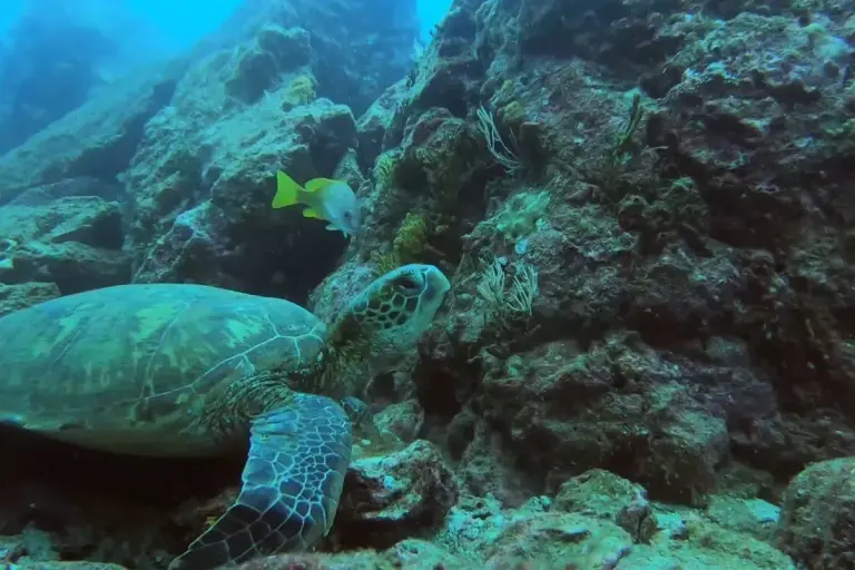hawksbill turtle by miambiente
