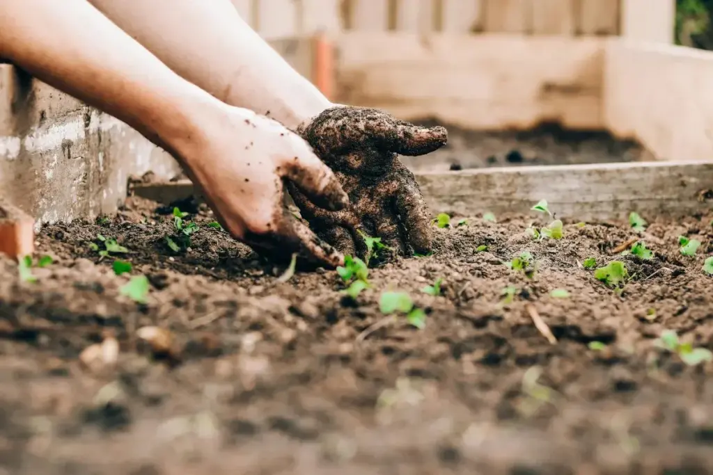 home gardening