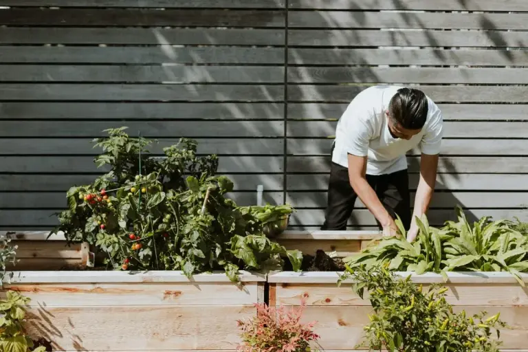 home garden for food