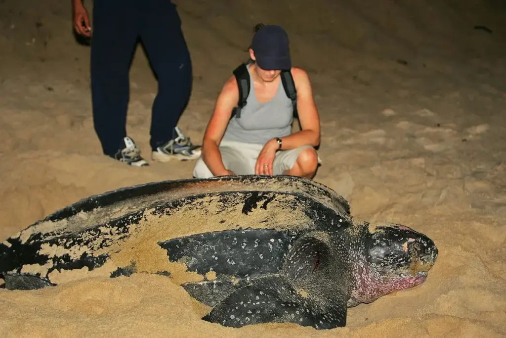 leatherback sea turtle compared to human size