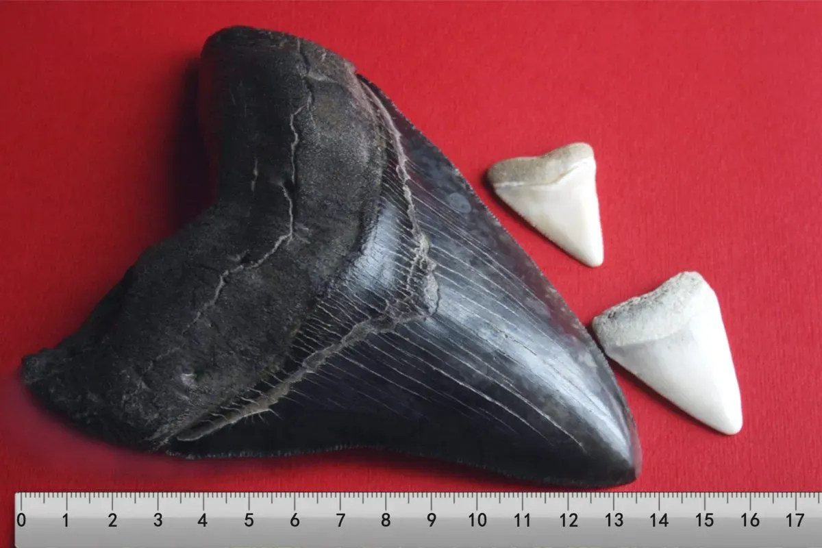 Megalodon tooth with great white sharks teeth 3 2