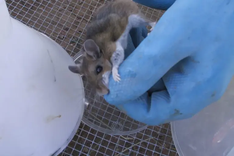Obtaining urine from a hantavirus infected deer mouse (Peromyscus), New Mexico 2002