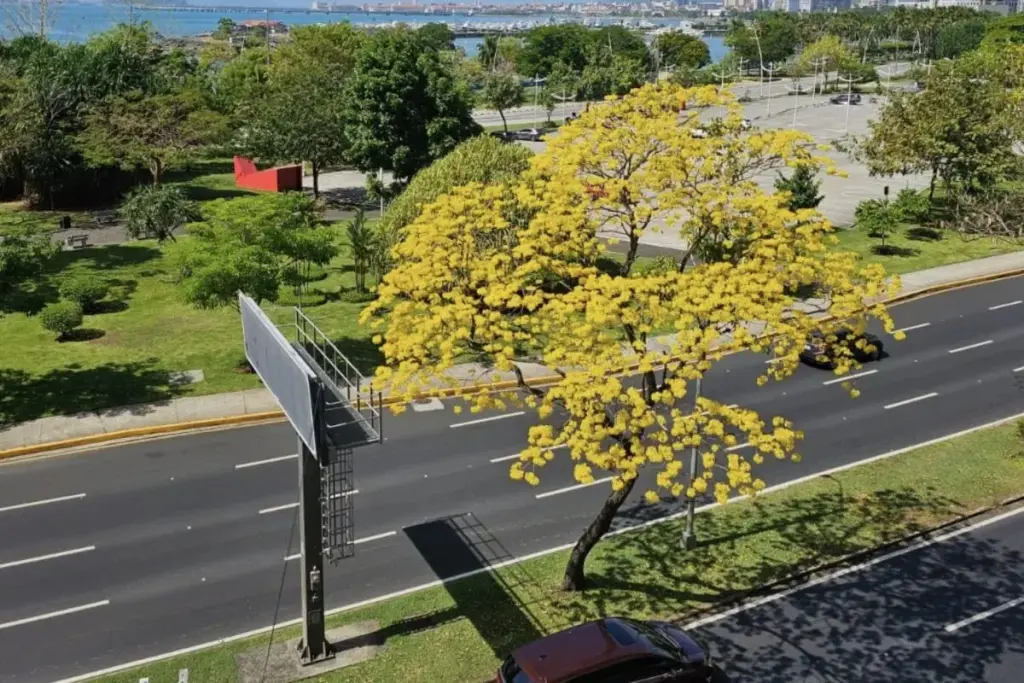 paint panama yellow