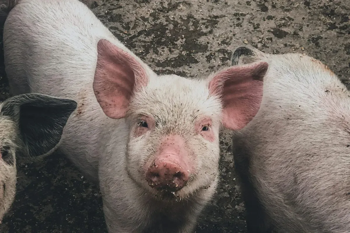 pig looking up