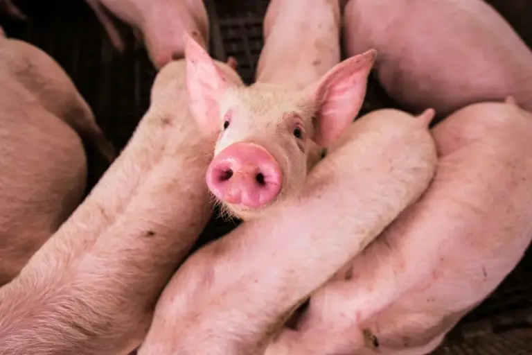 Panama Pork Industry Shifts From Imports to Exports pig meat / pork industry