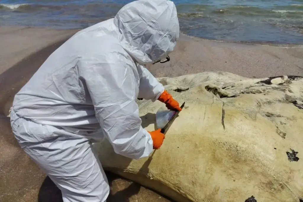 taking samples of the dead whale shark