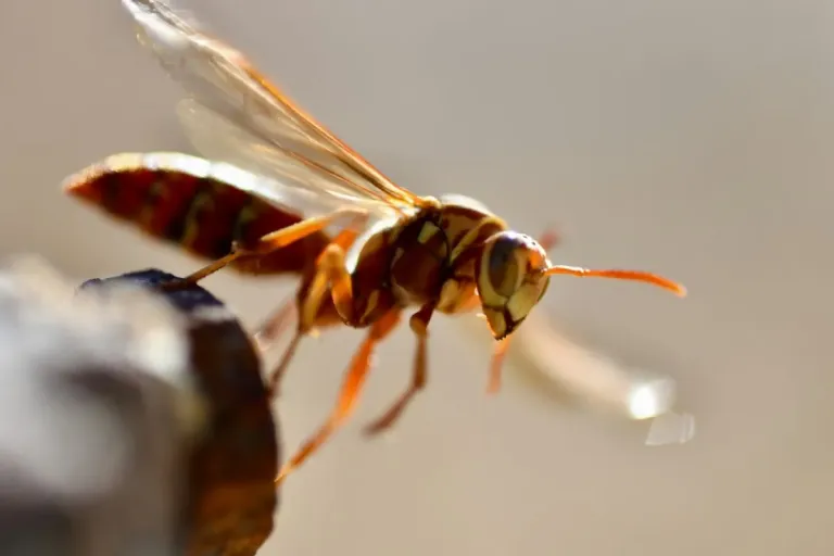 wasp