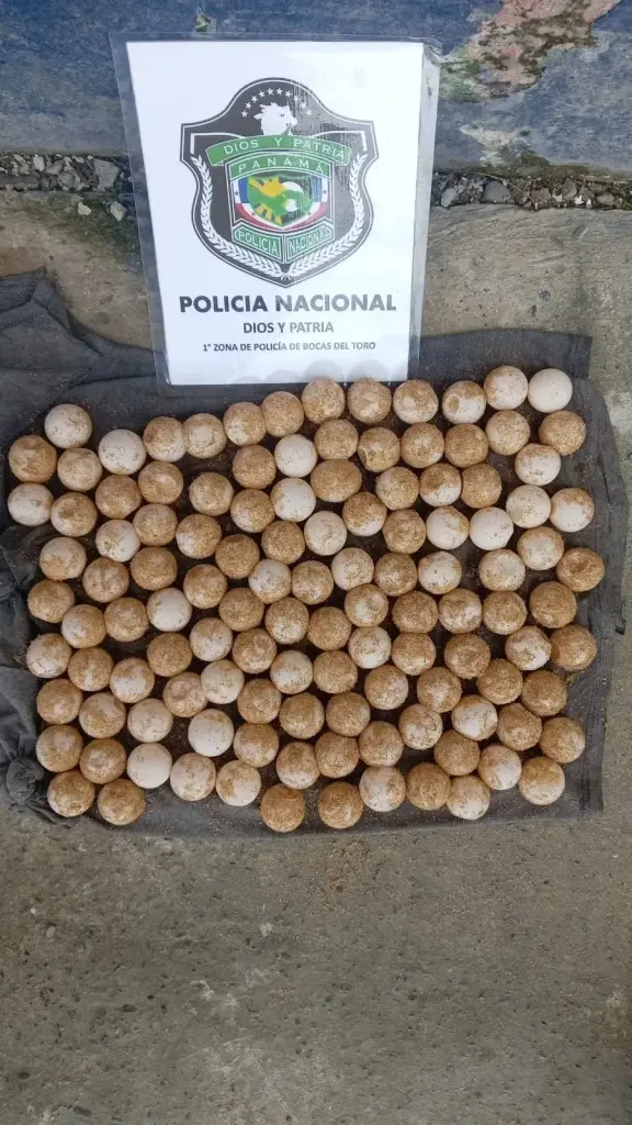 119 illegal turtle eggs
