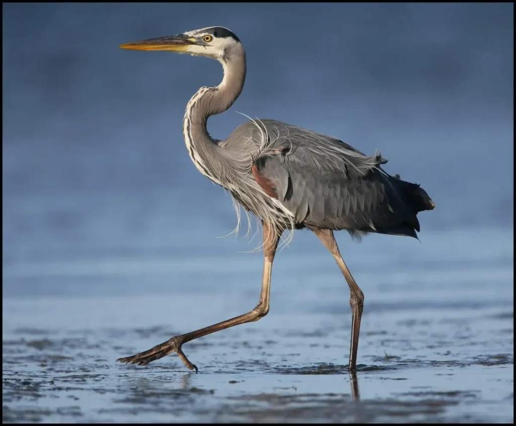 3840px Great blue heron in the Everglades