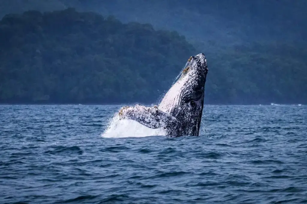 breaching whale by MiAmbiente Credit Eduardo Estrada