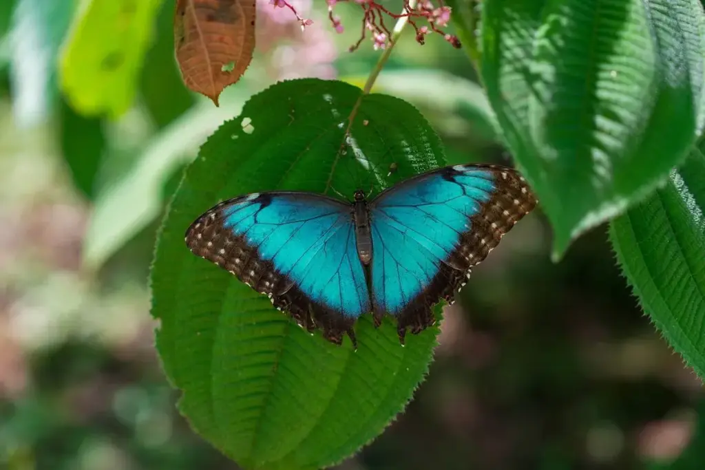 Butterfly at The Tropical Forest Refuge includes a nursery greenhouse and butterfly garden by MiAmbiente