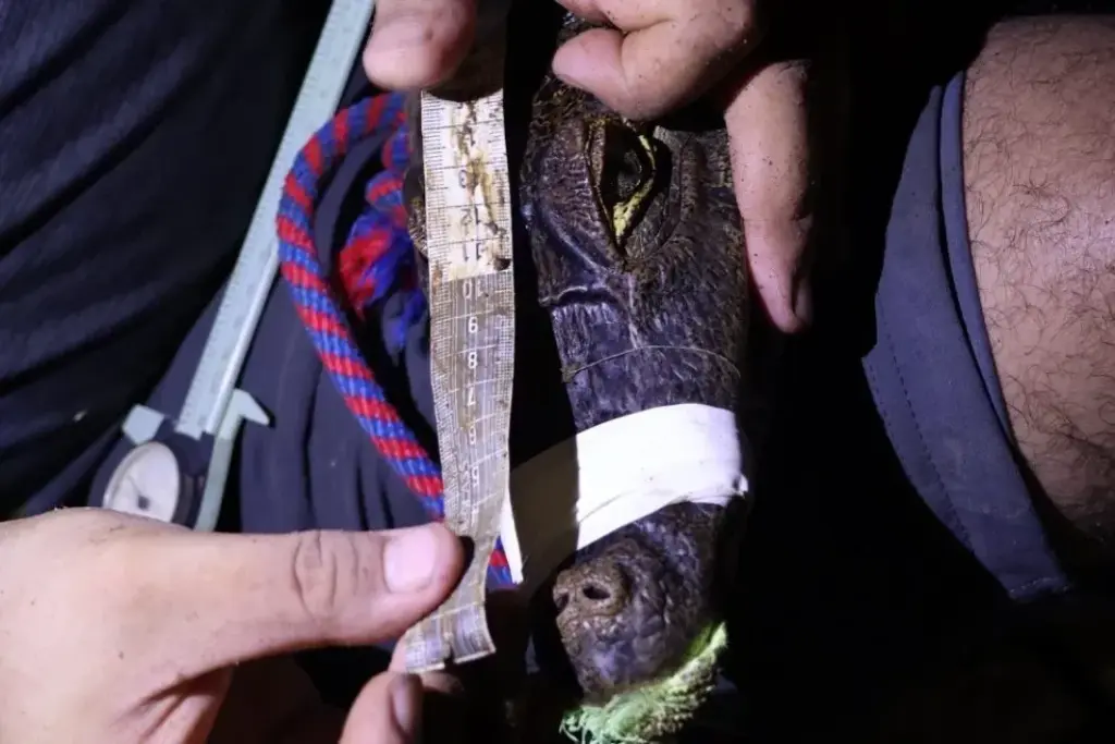 crocodile sighting and measuring by miAmbiente