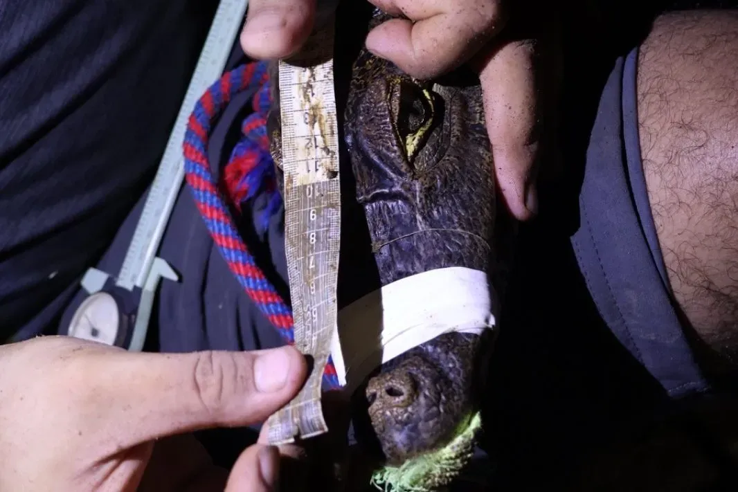 crocodile sighting and measuring by miAmbiente
