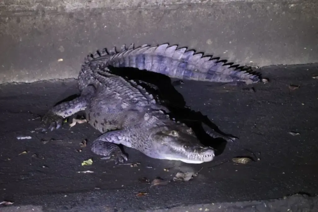 crocodile sighting on panama city streets