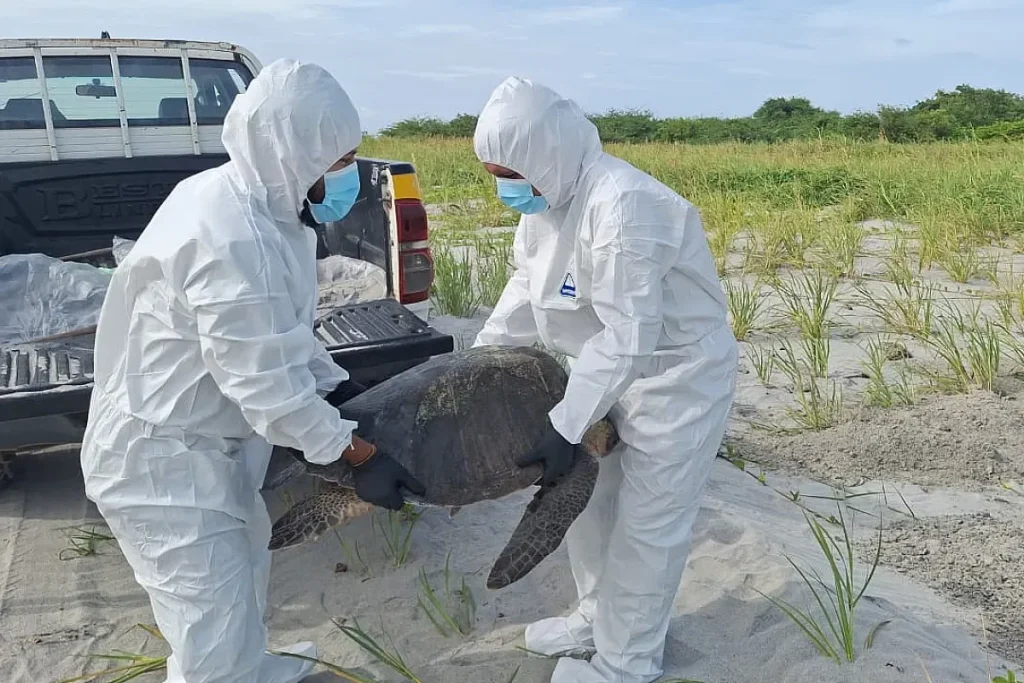 dead sea turtle handling by MiAmbiente