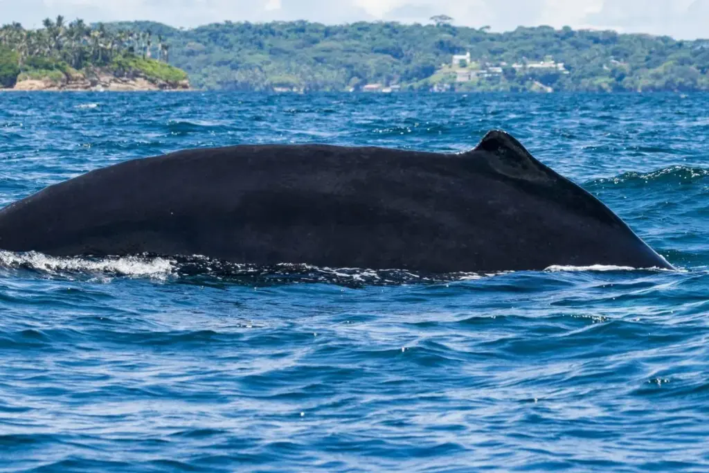 diving whale by MiAmbiente