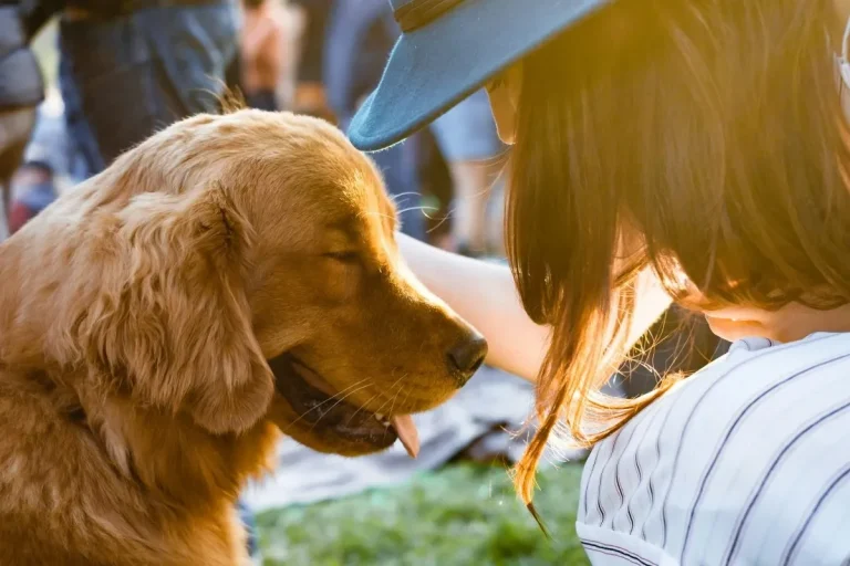 The Urgent Message Behind Panama World Dog Day Celebrations dog adoption