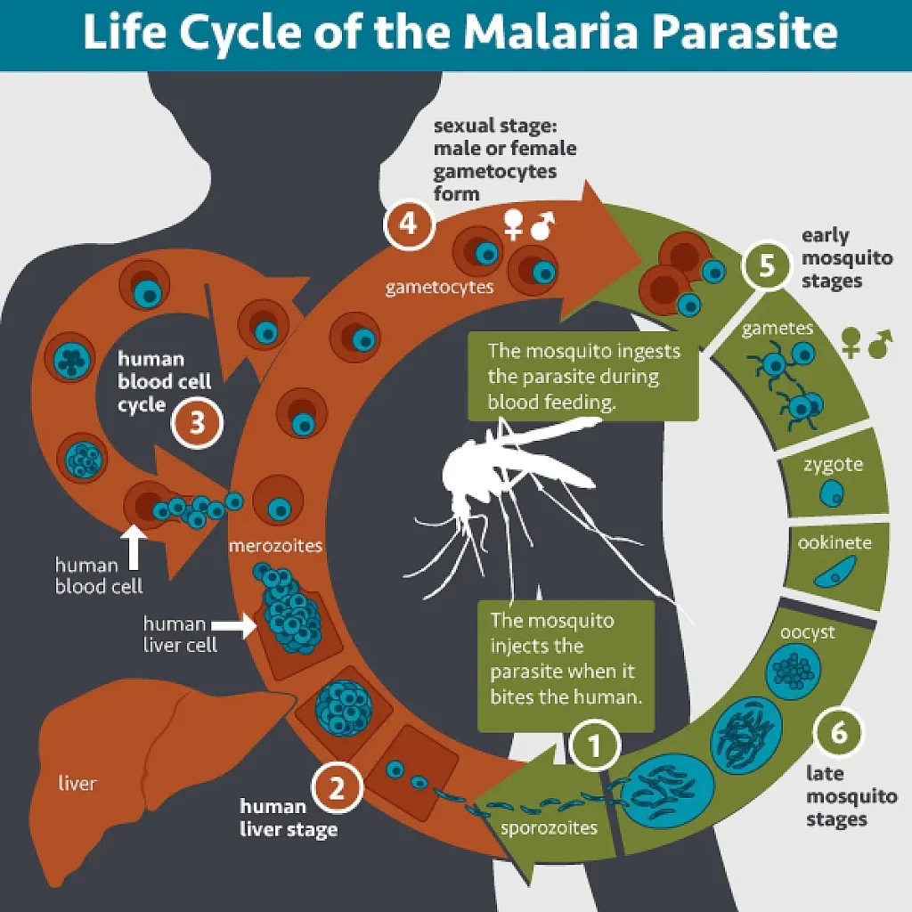 Life Cycle of the Malaria Parasite (20771605491)