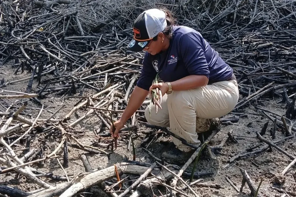 Mangrove investigation by MiAmbiente