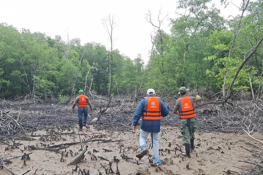 Mangrove recuperation by MiAmbiente