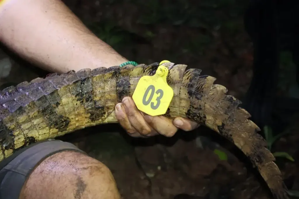 marking crocodiles by miAmbiente