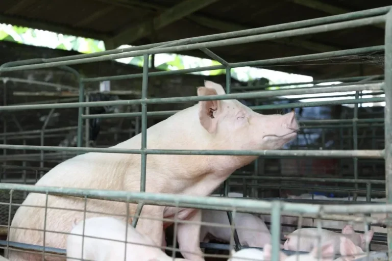 MiAMBIENTE presents a new guide to good practices for Sustainable Pig Farming, sustainable pig and pork production