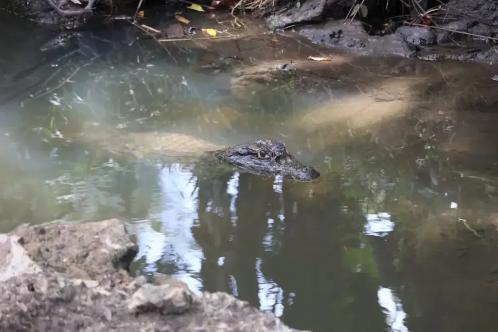 panama city sighting of crocodile by miAmbiente