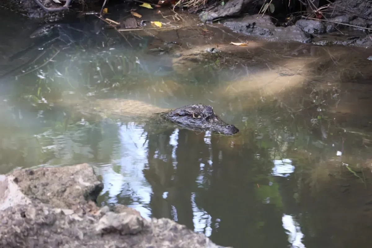 panama city sighting of crocodile by miAmbiente