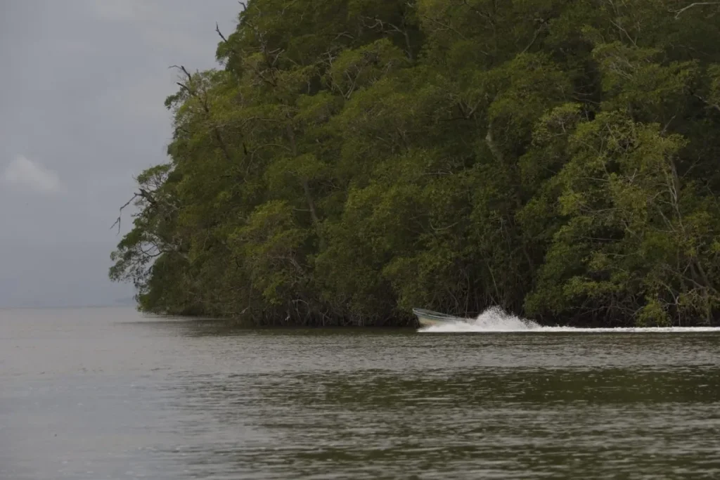 Panama's mangroves are positioning themselves as pillars of blue carbon in the face of the climate crisis by MiAmbiente