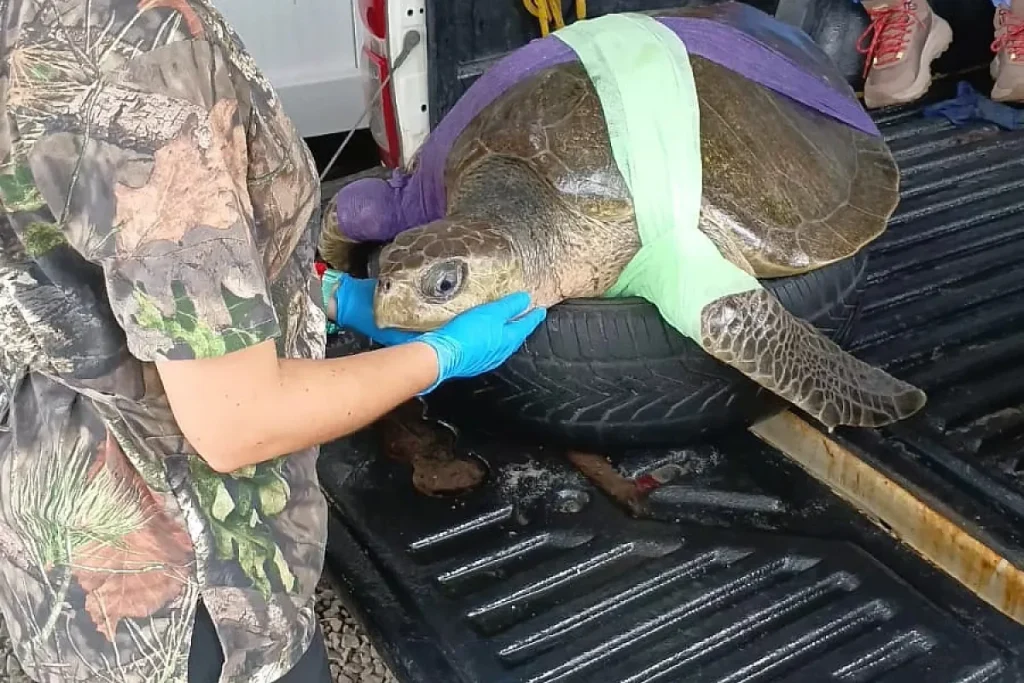 sea turtle handling by MiAmbiente