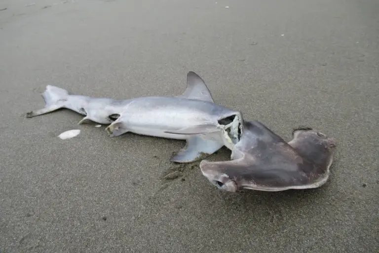 Sphyrna zygaena hammerhead