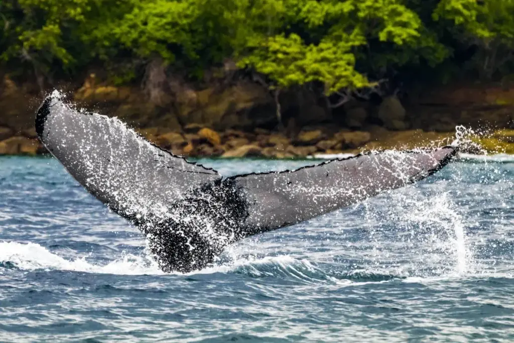 tail of a whale by miAmbiente