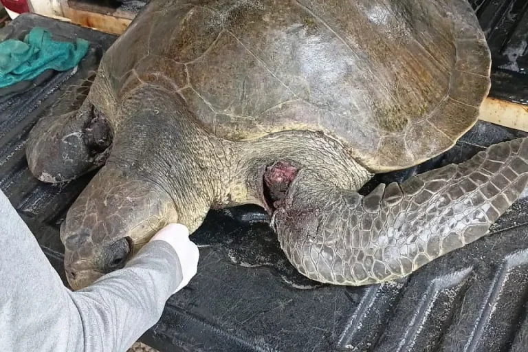 The Ministry of the Environment regrets the death of the sea turtle rescued after an attack by dogs and makes a strong appeal for responsible pet ownership Credit MIAmbiente