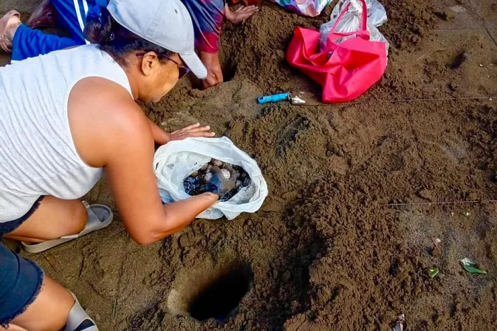 A historic return! The leatherback turtle is nesting again on the Pacific coast of Panama collecting eggs Credit MiAmbiente