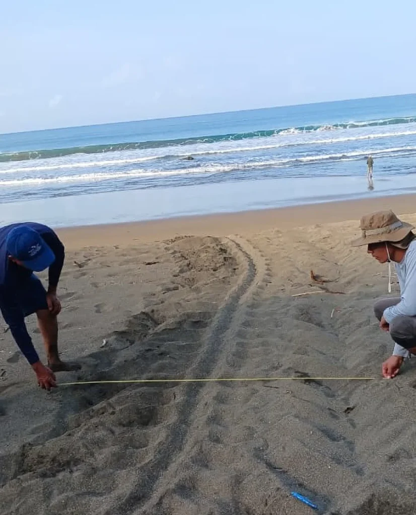 A historic return! The leatherback turtle is nesting again on the Pacific coast of Panama leaving marks in the sand Credit MiAmbiente