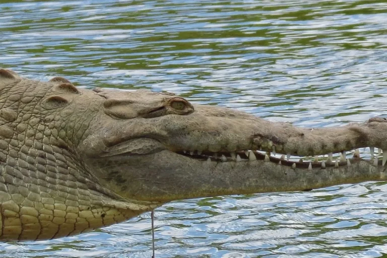 American - Crocodile Crocodile Control ProtocolBy (c) Annika Lindqvist, some rights reserved (CC BY) - https://www.inaturalist.org/photos/2415460, CC BY 4.0, https://commons.wikimedia.org/w/index.php?curid=188303841