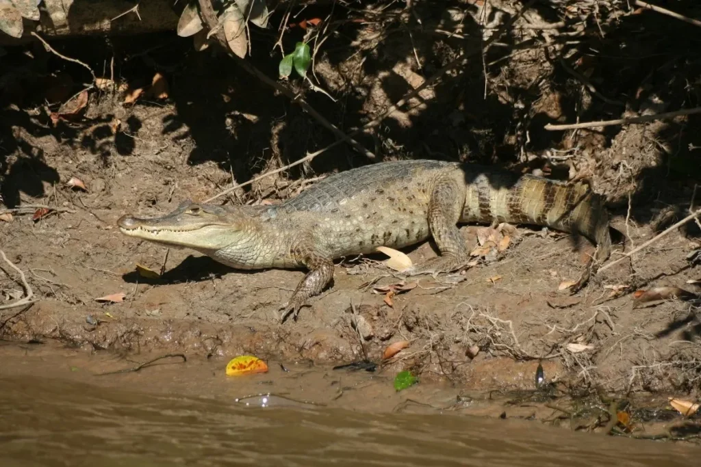 A Spectacled Caiman (Caiman crocodilus). Image taken in the Modulo Chititera, Apure state plains (Llanos), (Venezuela). By Berrucomons - Own work, CC BY-SA 3.0, https://commons.wikimedia.org/w/index.php?curid=9494692