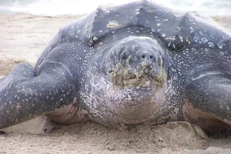 Panama Records First Mesmerizing Leatherback Turtle Nests in a Decade close up of dermochelys coriacea leatherback turtle