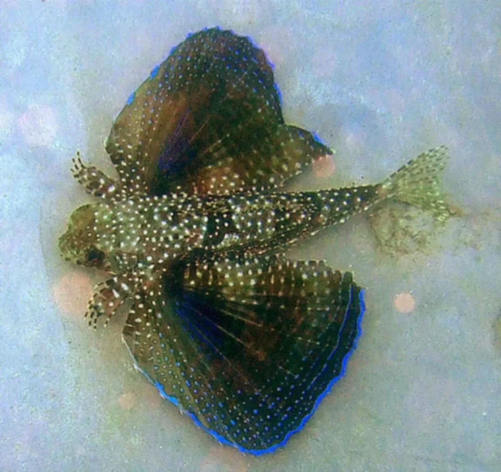Flying Gurnards lie on the sand inside the inner reef By Johnmartindavies - Own work, CC BY-SA 3.0, https://commons.wikimedia.org/w/index.php?curid=24258793
