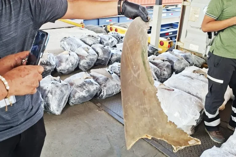 Container with 109 sacks of shark fins destined for Malaysia detained in Manzanillo Port Credit MiAmbiente
