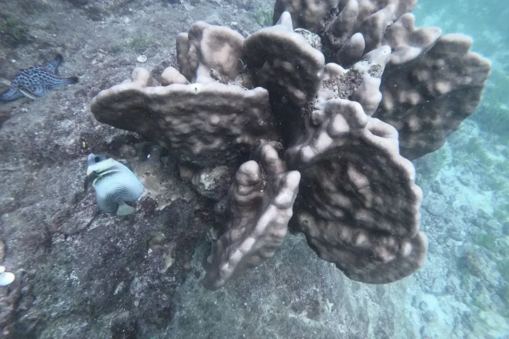 Corals in Gulf of Chiriquí National Marine Park Credit MiAmbiente