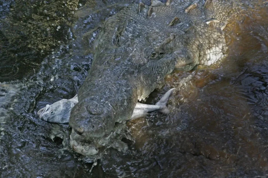 American Crocodile Eating a roosterfish By Tomascastelazo - Own work, CC BY-SA 3.0, https://commons.wikimedia.org/w/index.php?curid=5657494
