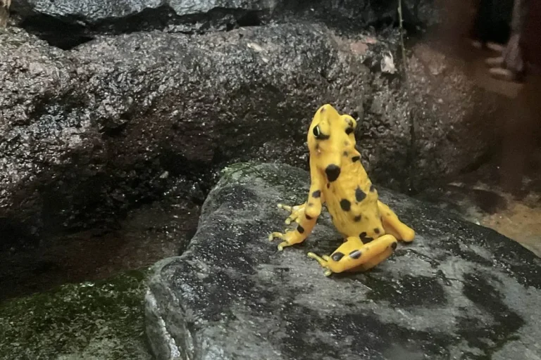 Golden Frog At the Vancouver Aquarium By Bloopityboop - Own work, CC BY-SA 4.0, https://commons.wikimedia.org/w/index.php?curid=152225831