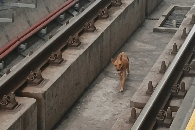 Metro Line 1 Dog on Tracks