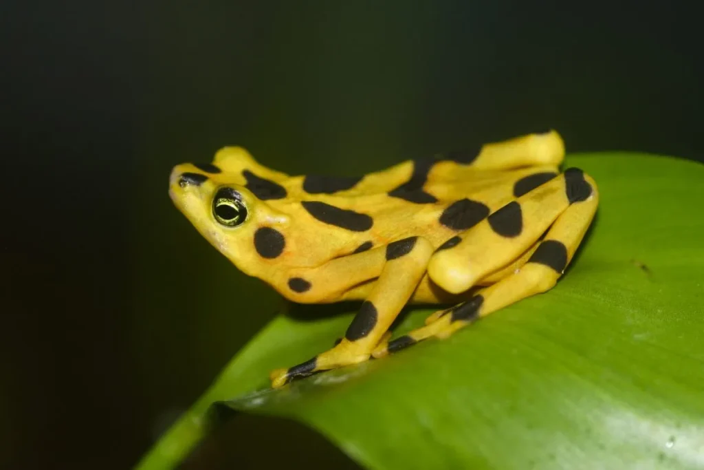 The Panamanian golden frog (Atelopus zeteki) is a critically endangered toad which is endemic to Panama. By Brian Gratwicke - Panamanian Golden Frog - Atelopus zeteki, CC BY 2.0, https://commons.wikimedia.org/w/index.php?curid=7803560